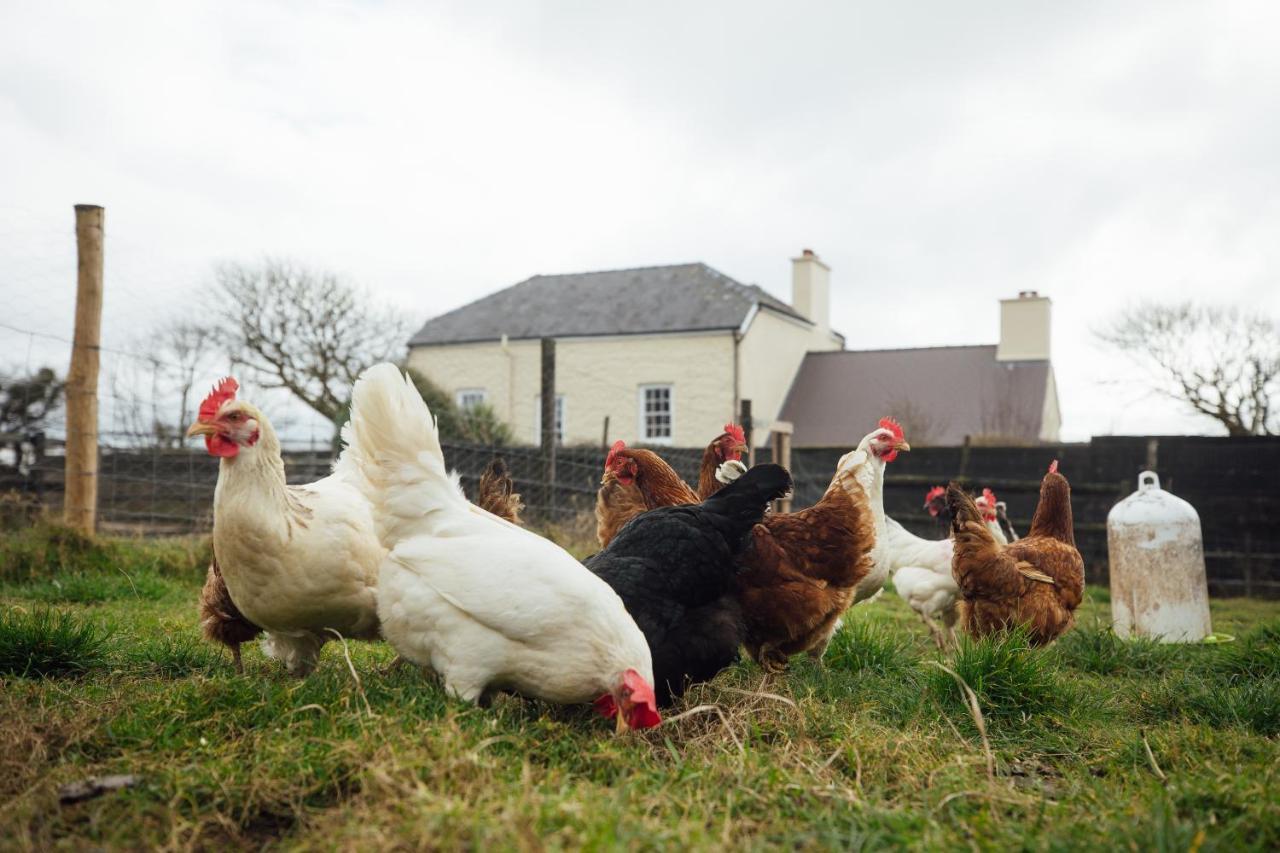 Penrhiw Farm B & B Goodwick ภายนอก รูปภาพ